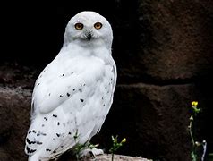 Burung Hantu Peliharaan Harry Potter